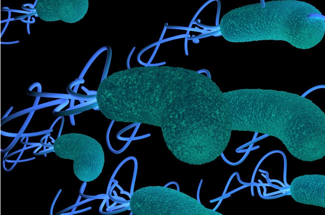  H Pylori Independently Associated with Carotid Plaque Formation, Investigators Find