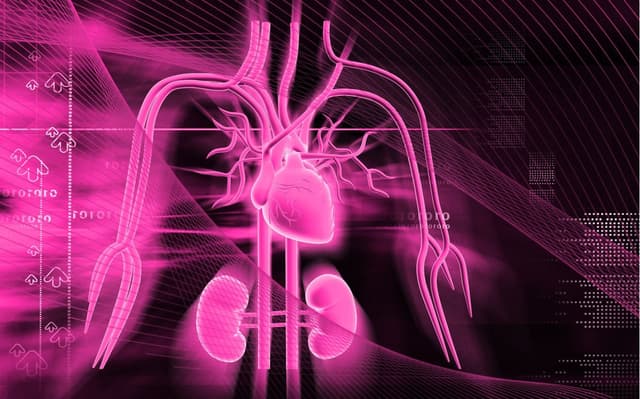 Oral Semaglutide Shows 14% Reduction in MACE in Adults with T2D, ASCVD, and/or CKD: Topline Results from Phase 3 SOUL Trial / image credit heart and kidneys:  ©krishnacreations/stock.adobe.com