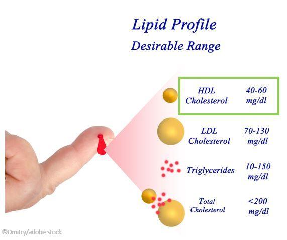 High HDL-C Increases CV Risk in Men with Hypertension, Study Finds 