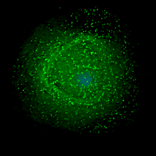 HIV virus on an infected macrophage. Image source: Wikipedia.com