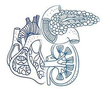 New CVD Risk Equations are Sex-Specific, Exclude Race, Include eGFR, and Predict Heart Failure / image credit  heart/kidney/pancreas©Fandorina Liza/stock.adobe.com