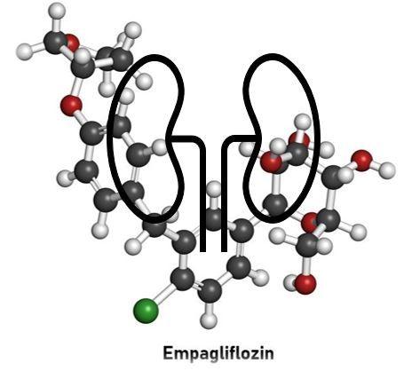 Empagliflozin CKD Phase 3 Trial Stopped Early for Positive Efficacy Seen in Interim Assessment