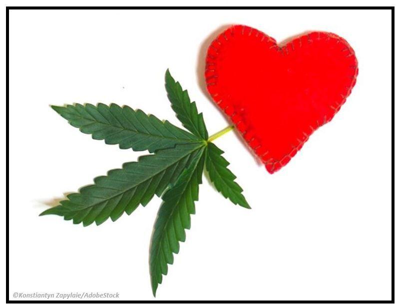 Marijuana Use Linked to Higher Risk of Myocardial Infarction, Stroke in New Study / Image credit: ©Konstiantyn Zapylaie/AdobeStock