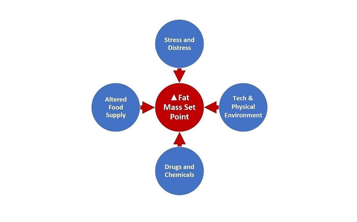 Physiology of obesity education for primary care physicians 