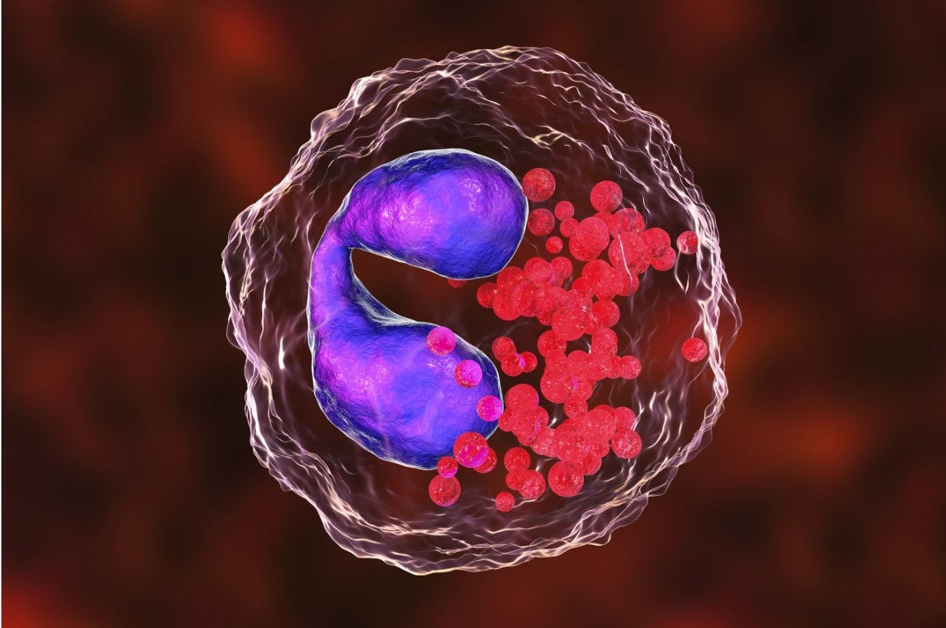 Increased Blood Eosinophil Counts, IgE Levels Linked to Higher Exacerbation Rates in Severe Asthma