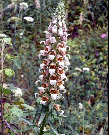 Foxglove plant source of digoxin 