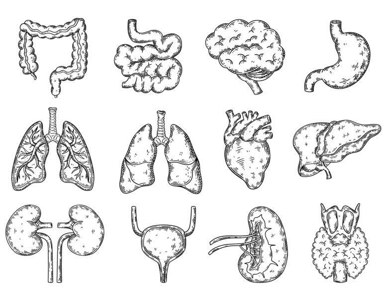 Think Outside the Lung to COPD Comorbidities ©BasArtYa/stock.adobe.com 