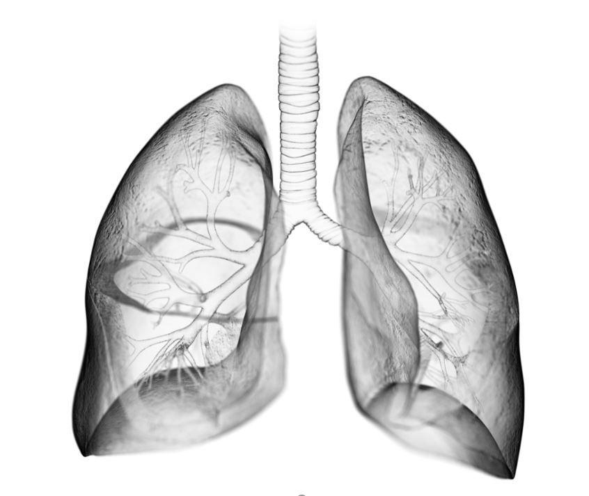 lungs 