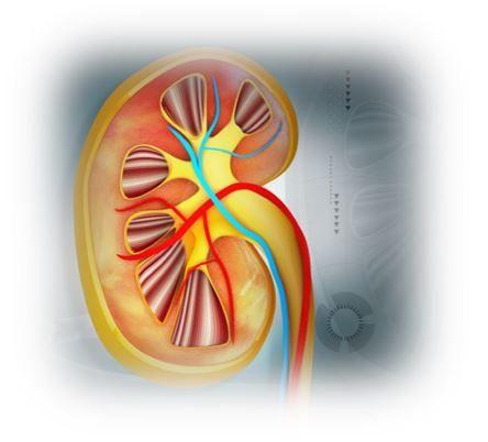 US Albuminuria Testing Far Below Essential Levels /  image credit ©ramcreations/Shutterstock.com 