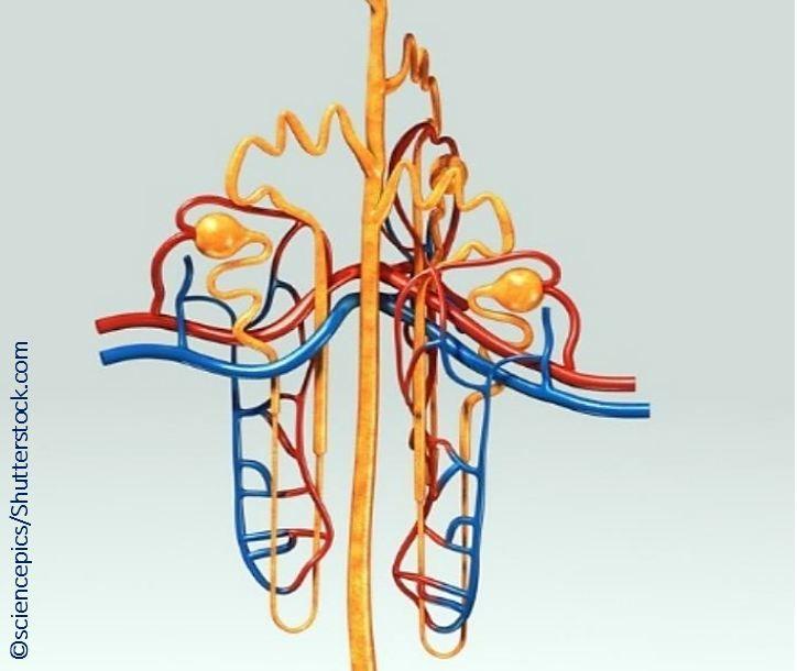 Early transition to home dialysis may increase mortality risk 